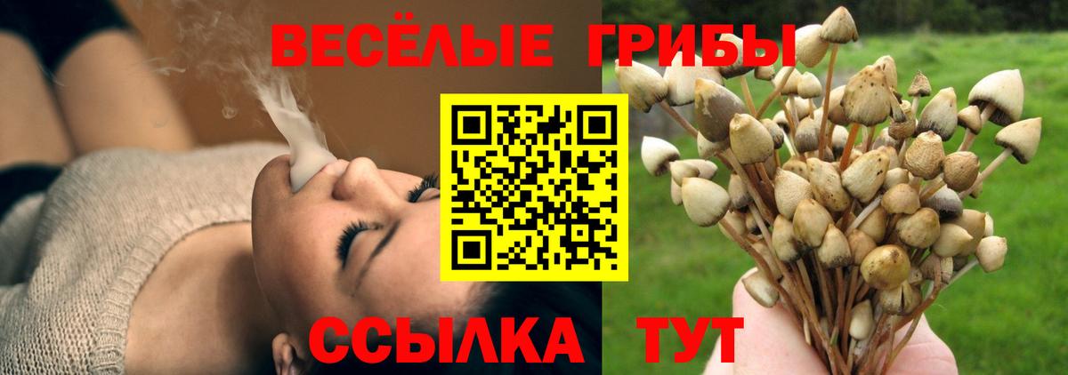 Новозыбков  Псилоцибиновые грибы прущие грибы  Вход с VPN 